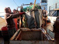 1007935253 ma nb Fishing  Crewmember Paulo Mano, sends a basket filled with grey sole upward as he and the crew of the fishing boat United States unload their catch at Bergie's Seafood in New Bedford.   PETER PEREIRA/THE STANDARD-TIMES/SCMG : fishing, waterfront, fisherman, boat, catch, fish