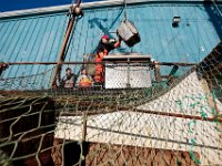 1007935253 ma nb Fishing  Crewmember, Andy Vangel, and the crew of the fishing boat United States unload their catch at Bergie's Seafood in New Bedford.   PETER PEREIRA/THE STANDARD-TIMES/SCMG : fishing, waterfront, fisherman, boat, catch, fish