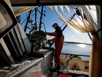 1007935253 ma nb Fishing  Andy Vangel unloads a basket of cod onto the cleaning vat as he and the crew of the fishing boat United States unload their catch at Bergie's Seafood in New Bedford.   PETER PEREIRA/THE STANDARD-TIMES/SCMG : fishing, waterfront, fisherman, boat, catch, fish