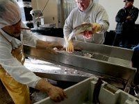 1007935253 ma nb Fishing  Bergie's Seafood owner Mark Bergeron sorts the cod being unloaded by the fishing boat United States, at his processing facility in New Bedford.   PETER PEREIRA/THE STANDARD-TIMES/SCMG : fishing, waterfront, fisherman, boat, catch, fish