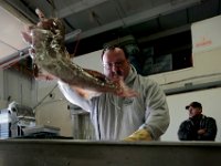 1007935253 ma nb Fishing  Bergie's Seafood owner Mark Bergeron sorts the cod being unloaded by the fishing boat United States, at his processing facility in New Bedford.   PETER PEREIRA/THE STANDARD-TIMES/SCMG : fishing, waterfront, fisherman, boat, catch, fish