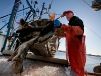 1007935253 ma nb Fishing  Andy Vangel unloads a basket of cod onto the cleaning vat as he and the crew of the fishing boat United States unload their catch at Bergie's Seafood in New Bedford.   PETER PEREIRA/THE STANDARD-TIMES/SCMG : fishing, waterfront, fisherman, boat, catch, fish