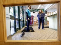 Compass keeps an eye on things as Buttonwood Park Zoo Curator of Education, Carrie Chandler Hawthorn and grant writer, Kaisa Holloway converse near the entrance to the New Bedford zoo. Compass the pigeon, has been a fixture in the offices of the Buttonwood Park Zoo for the last four years.  [ PETER PEREIRA/THE STANDARD-TIMES ]