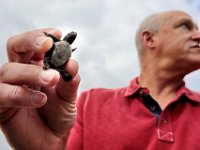 Tom Friedman holds one of the diamondback terrapin turtles that he realesed back into the wild near a  nesting site in Marion.  [ PETER PEREIRA/THE STANDARD-TIMES/SCMG ]
