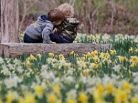 Dylan Lovett, 3, has some fun with his brother Austen Lovett, 1, in the daffodil field during their walk of the Parsons Reserve as part of the Puddle Jumpers program hosted by Buttonwood Park Zoo and Dartmouth Natural Resources Trust (DNRT) on  April 22, 2019.
