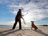 Cinnamon waits for Gwen Fletcher to use a launcher to cast the ball for her to fetch, during a morning walk on East Beach in the south end of New Bedford.  [ PETER PEREIRA/THE STANDARD-TIMES/SCMG ]