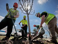 New Bedford arborist, Justin Ohlson, right, along with (l to r) Robert Costa, Tyler Washburn and Brandon Fernandez plant a new Kanzan Cherry tree in front of New Bedford High School, where seven new trees were planted, while five were raplaced in front of the city's high school.  [ PETER PEREIRA/THE STANDARD-TIMES ]