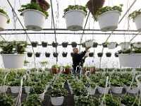 Saba Nessralla moves Bacopa flowers from one greenhouse to another at Nessralla's Farm & Greenhouses in Wareham, as new flowers continously arrive in preparation for the spring season. [ PETER PEREIRA/THE STANDARD-TIMES ]