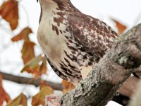 A red-tailed hawk stands over his prey, a squirrel he hunted in the morning in the west end of New Bedford.  [ PETER PEREIRA/THE STANDARD-TIMES/SCMG ]