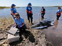 Dr. Sarah Sharp, closes her laptop after determining that the minke whale which beached on West Island in Fairhavenhad died.  After performing bloodwork, the whale was determined to be extremely sick and subsequently euthanized.  [ PETER PEREIRA/THE STANDARD-TIMES/SCMG ]