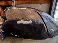 Cameron Murell is seemingly being swallowed by a right whale, as he and his 42 Design Fab team install a new life-size head of a breaching right whale they fabricated, on the main display floor of the Whaling Museum in New Bedford.  [ PETER PEREIRA/THE STANDARD-TIMES ]