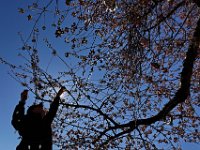 Moses Figueroa removes the lights from the cherry tree in front of New Bedford City Hall in preparation for the tree to bloom in the next coming weeks.   [ PETER PEREIRA/THE STANDARD-TIMES ]