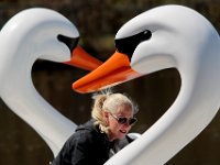 Cynthia Days is surrounded by extra large swans as she prepares the swan paddle boats at Buttonwood Park in New Bedford,  which are finally open to the public 7 days a week after a month of rainy weather.  [ PETER PEREIRA/THE STANDARD-TIMES/SCMG ]