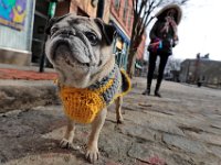 Cheryl Santos takes her sweater wearing dog Henry for a walk on the cobbles of downtown New Bedford.