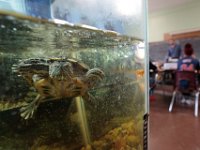 ma nb_ N8A0364  A turtle swims around in its tank in science class at the Whaling City Alternative School in New Bedford.   PETER PEREIRA/THE STANDARD-TIMES/SCMG : education, school, class, classroom, work