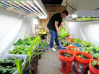 ma nb WhalingCitySchool  Taylor Knickerbocker, 16, waters the plants in the makeshift greenhouse that students and teachers built at the Whaling City Alternative School in New Bedford.   PETER PEREIRA/THE STANDARD-TIMES/SCMG : education