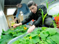 ma nb WhalingCitySchool  Mason Matias, 16, left, and Darien Doberck, 16, use a paintbrush to polinate the flowers growing in the makeshift greenhouse they built at the Whaling City Alternative School in New Bedford.   PETER PEREIRA/THE STANDARD-TIMES/SCMG : education