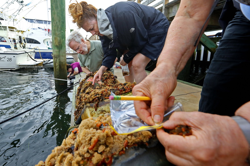 Researchers take a closer look at the marine life attached to the bottom of two buoy's at the Pope's Island Marina in New Bedford, looking for invasive species. Various universities spent one hour surveying the marine environment for invasive and native species in order to assess the effects of invasive species and climate change. PHOTO PETER PEREIRA