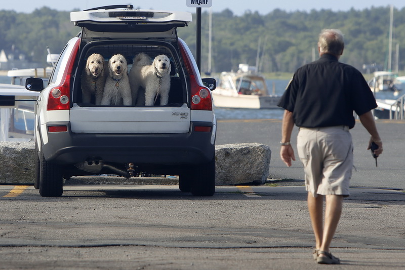 Three dogs keep their eyes on Mattapoisett assistant harbormaster Gerald Beaudoin as he walks past in Mattapoisett, MA. PHOTO PETER PEREIRA
