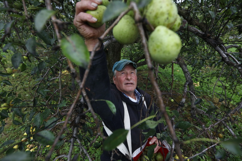 Dartmouth Orchards owner, Brian Medeiros picks pears before the expected heavy rains start to fall across the region.  Mr. Medeiros will use these pears to make his reknown pear cider at his farm in Dartmouth, MA. PHOTO PETER PEREIRA