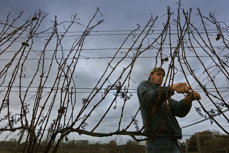 Kyle Souza prepares the vines for pruning season, at theWestport Rivers vineyard in Westport, MA. PHOTO PETER PEREIRA