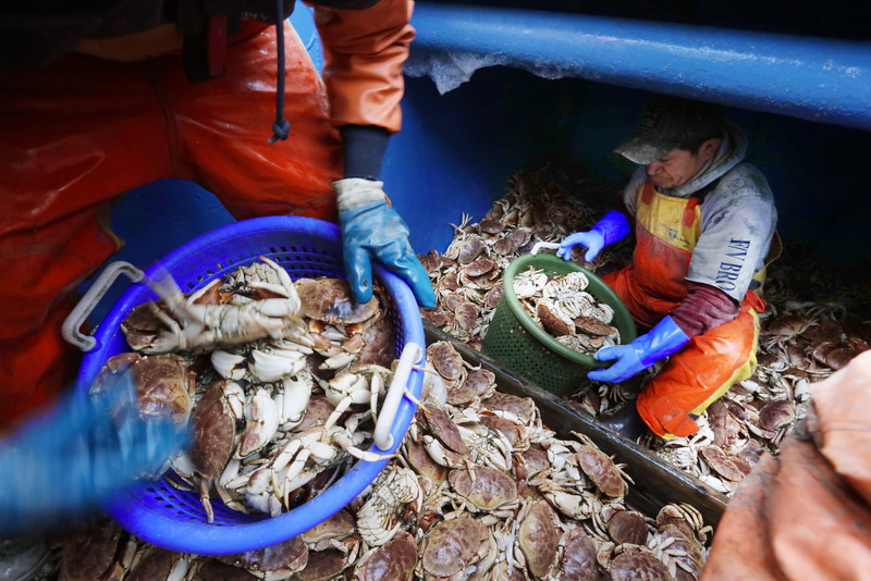 Gustavo Quadra is seen below deck surrounded by Jonah crabs, as he and fellow crewmembers of the crab/lobster boat Max & Emma unload their catch at Pier 3 in New Bedford, MA.    PHOTO PETER PEREIRA