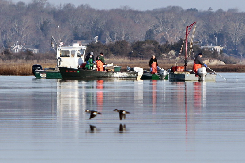 Two birds fly across the top of the water as Fishermen are bunched up on a crisp clear morning, digging for quahogs on the Westport River's East Branch in Westport, MA.  PHOTO PETER PEREIRA