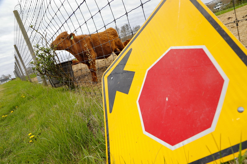 A young calf does not heed to the stop sign as it continues to eat from a bush growing outside of its enclosure in Westport, MA. PHOTO PETER PEREIRA