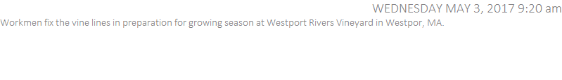 Workmen fix the vine lines in preparation for growing season at Westport Rivers Vineyard in Westpor, MA.