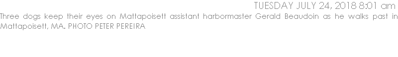 Three dogs keep their eyes on Mattapoisett assistant harbormaster Gerald Beaudoin as he walks past in Mattapoisett, MA. PHOTO PETER PEREIRA