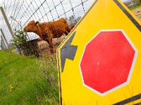 A young calf does not heed to the stop sign as it continues to eat from a bush growing outside of its enclosure in Westport.