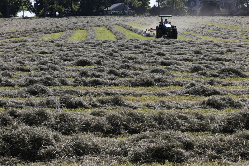 A farmer uses a tractor to create piles from the dried hay in a field in Dartmouth, MA.  PHOTO PETER PEREIRA
