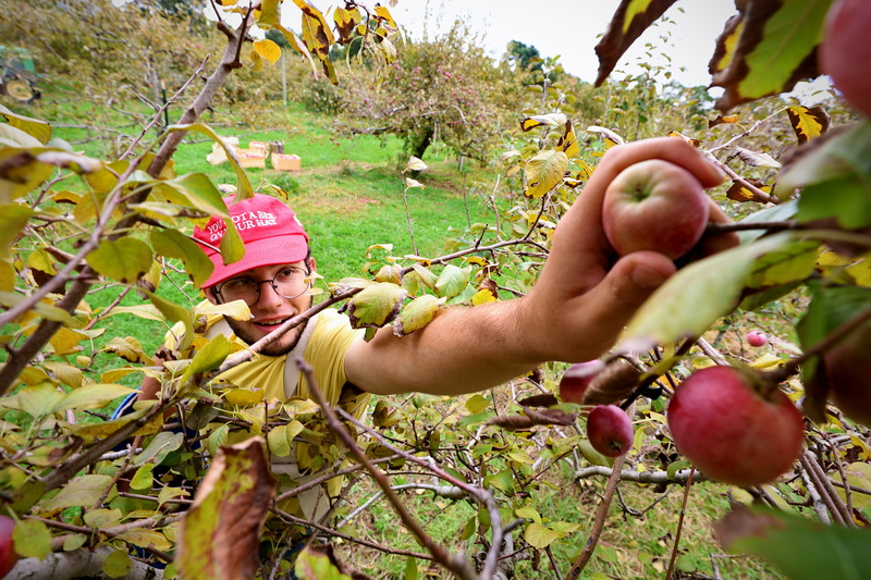 Zachary Calouro picks akane apples to make cider at Dartmouth Orchards on Old Westport Road in Dartmouth, MA. PHOTO PETER PEREIRA