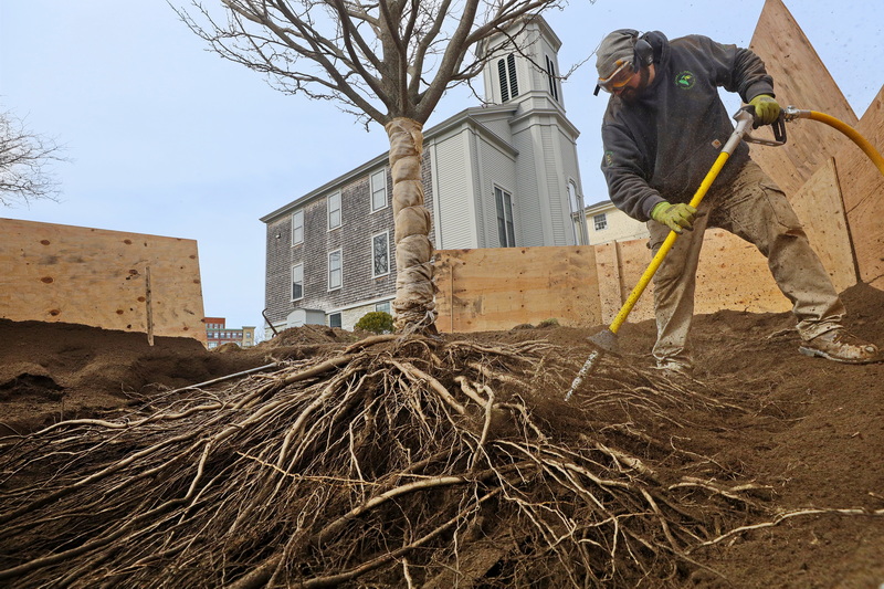 Zack Cormier of Michael Jardin Fine Gardens, air spades a snowbird Japanese tree in front of the Seamen's Bethel in New Bedford, MA seen in background, by using a high-pressure air tool to remove the soil around the root system. The tree will then be replanted behind the well-known downtown bethel to prepare the area for the installation of the Herman Melville statue this summer.  PHOTO PETER PEREIRA