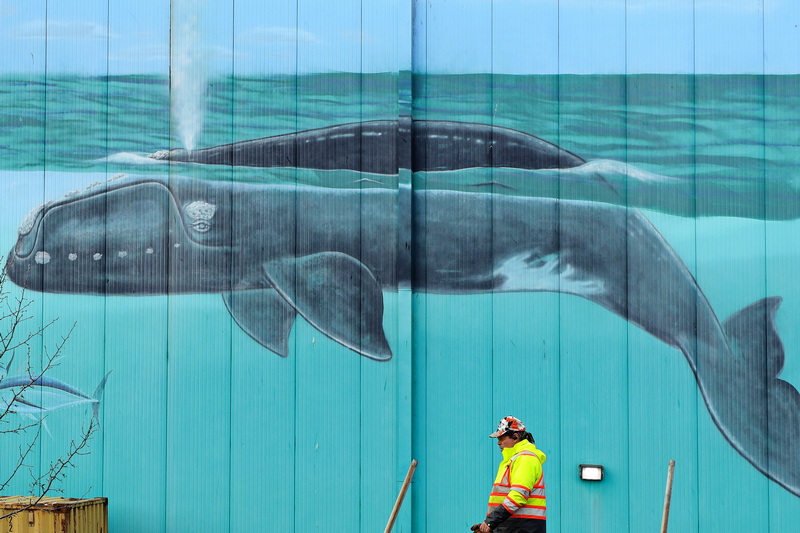 A right whale watches a DPI employee who is taking down a fence near the building, as he passes by the whale mural at a fish processing facility on MacArthur Drive in New Bedford, MA. PHOTO PETER PEREIRA