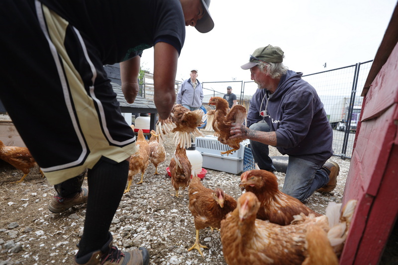 Peter Bruce, left, and Mike Gray grab some chickens just purchased by a client at Stonecreek Farm Feed & Grain on South Street in New Bedford, MA.  These chickens are renown for their egg laying. PHOTO PETER PEREIRA