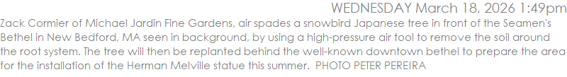 Zack Cormier of Michael Jardin Fine Gardens, air spades a snowbird Japanese tree in front of the Seamen's Bethel in New Bedford, MA seen in background, by using a high-pressure air tool to remove the soil around the root system. The tree will then be replanted behind the well-known downtown bethel to prepare the area for the installation of the Herman Melville statue this summer.  PHOTO PETER PEREIRA