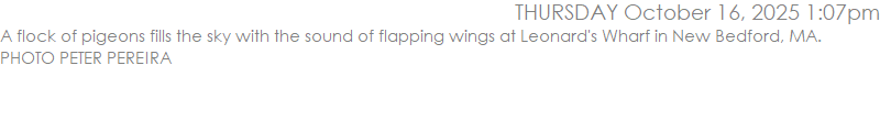 A flock of pigeons fills the sky with the sound of flapping wings at Leonard's Wharf in New Bedford, MA. PHOTO PETER PEREIRA
