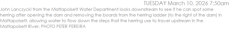 John Lanczycki from the Mattapoisett Water Department looks downstream to see if he can spot some herring after opening the dam and removing the boards from the herring ladder (to the right of the dam) in Mattapoisett, allowing water to flow down the steps that the herring use to travel upstream in the Mattapoisett River. PHOTO PETER PEREIRA