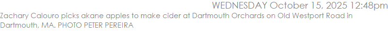 Zachary Calouro picks akane apples to make cider at Dartmouth Orchards on Old Westport Road in Dartmouth, MA. PHOTO PETER PEREIRA