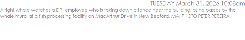 A right whale watches a DPI employee who is taking down a fence near the building, as he passes by the whale mural at a fish processing facility on MacArthur Drive in New Bedford, MA. PHOTO PETER PEREIRA