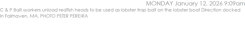 C & P Bait workers unload redfish heads to be used as lobster trap bait on the lobster boat Direction docked in Fairhaven, MA. PHOTO PETER PEREIRA